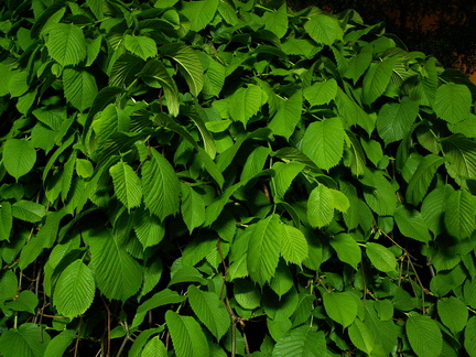 20070511 023250